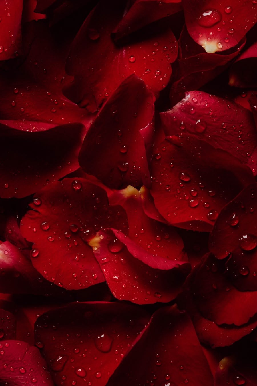 Satin Rose