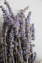 Lavender Dream