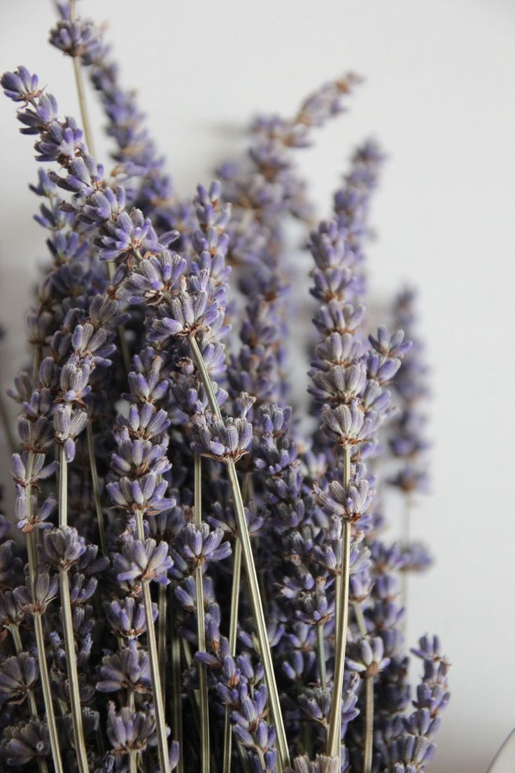 Lavender Dream